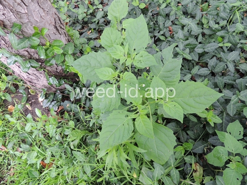 nightshade, eastern black